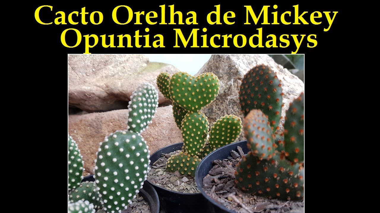 Cacto Orelha de Mickey - Opuntia Microdasys - thptnganamst.edu.vn