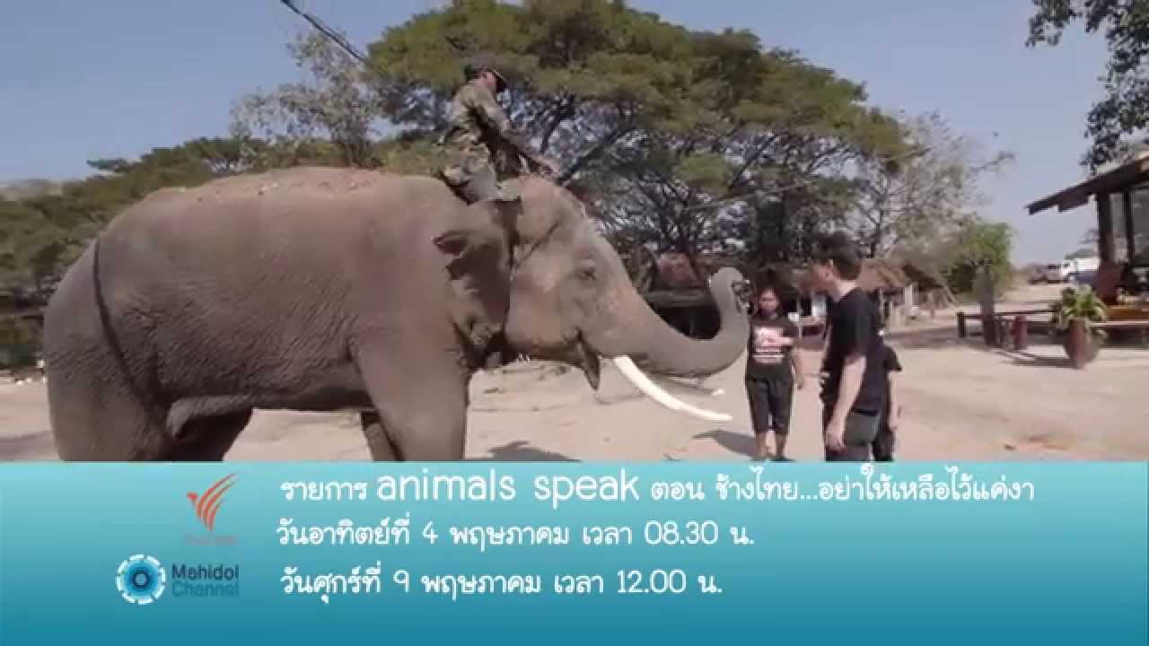 (PV) Animals Speak : ช้างไทย...อย่าให้เหลือไว้แค่งา (4 พ.ค. 57) เด็กขี้สงสัยกับเรื่องน่ารู้ของช้าง