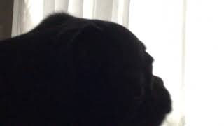 Pug Screaming