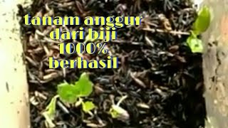 Tanam Anggur Dari Biji 1000 Berhasil