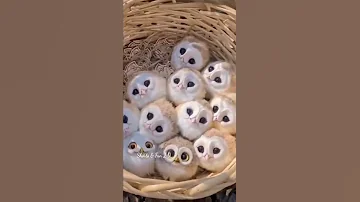 Have You Ever Seen White Baby Owl Shorts Cute Owl Pet Pets Babyshorts Babyowl Birds 