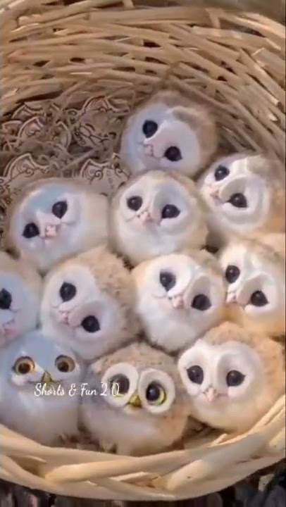 Have You Ever Seen White Baby Owl 🦉🤍 ?| #shorts #cute #owl #pet #pets #babyshorts #babyowl #birds