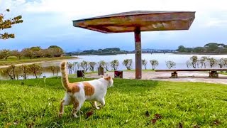 顔を見るといつものベンチにモフられに駆けて行く野良猫がカワイイ