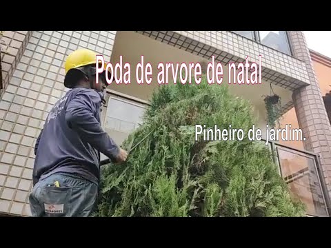 Vídeo: Guia de poda de pinheiros - Aprenda a podar um pinheiro