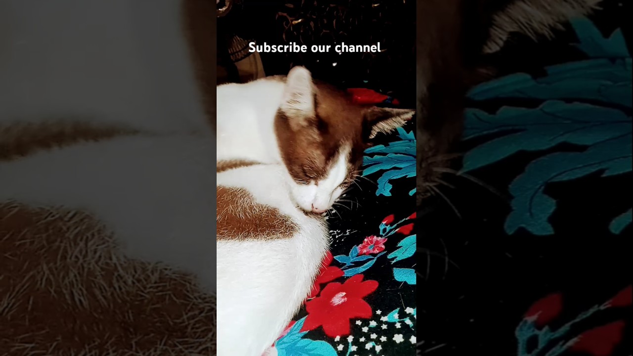 Sweet cat #shorts #short #shortsvideo #shortvideo #cat #funny #comedy #tiktok #reels #rap #cute