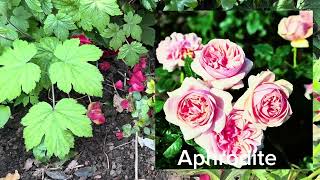 New fragrance roses for 2026