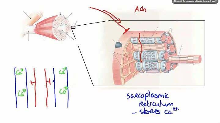 042 How Calcium ion release results in Muscle Contraction - DayDayNews