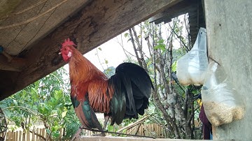 Suab Dib Qaib Qus Tuaj Zoo Qaib Qua