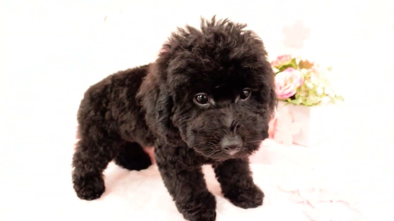 トイプードルのブラックの男の子(211218)の子犬情報|堺市のペット