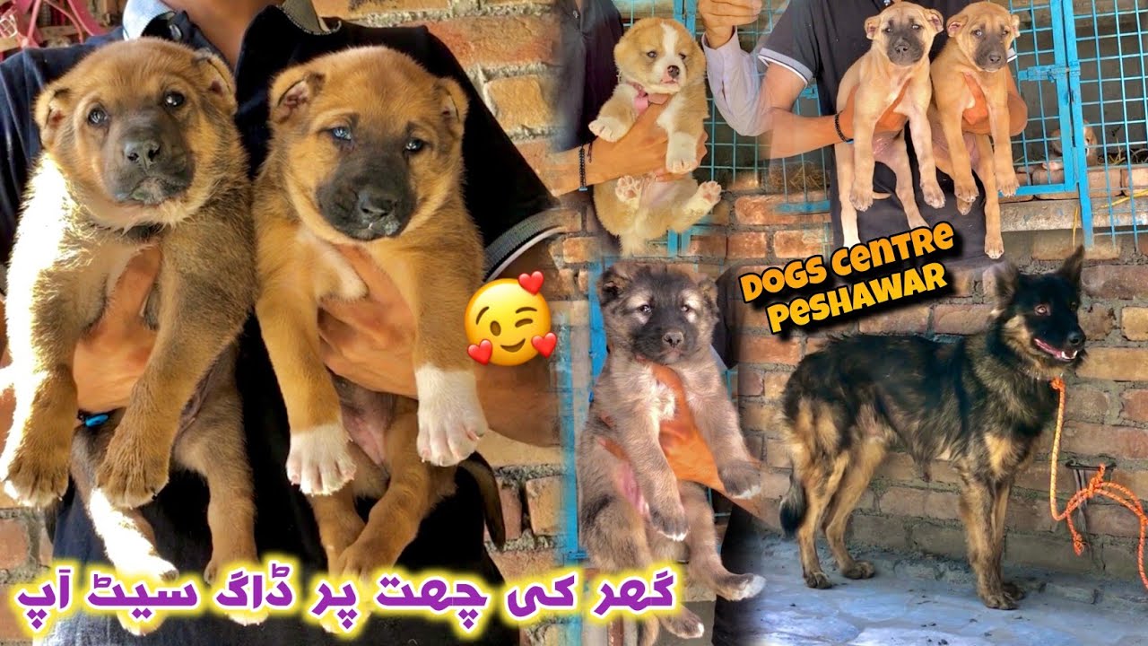 Dogs Setup In Peshawar Afghan Kochi & Alabai & GSD Dogs | Dogs Center Peshawar