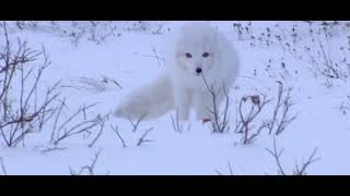 Arctic Fox (30 sec)