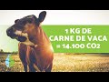 Cuánto CONTAMINAN las VACAS 🐮 Gas Metano y CALENTAMIENTO GLOBAL