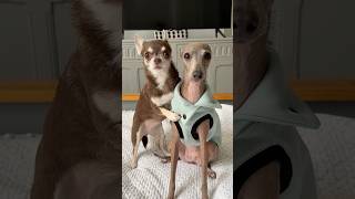 A new jumper for our little Jasmina 😍😀 #iggy #italiangreyhound #dog A new jumper for our little Jasmina 😍😀 #iggy #italiangreyhound #dog