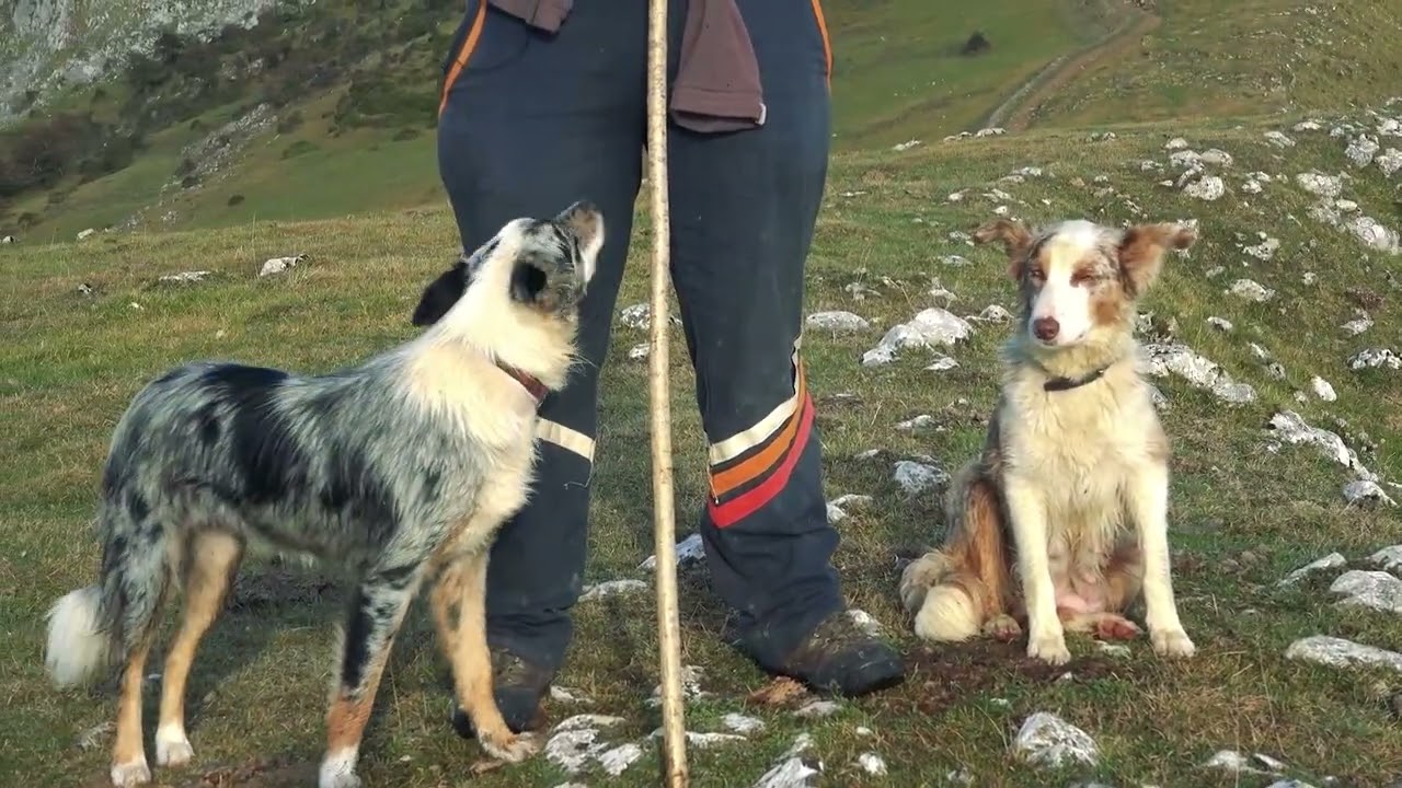 AITOR AZKUETA: GORBEIAKO ARTZAINA