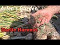 #52  Garlic Harvest