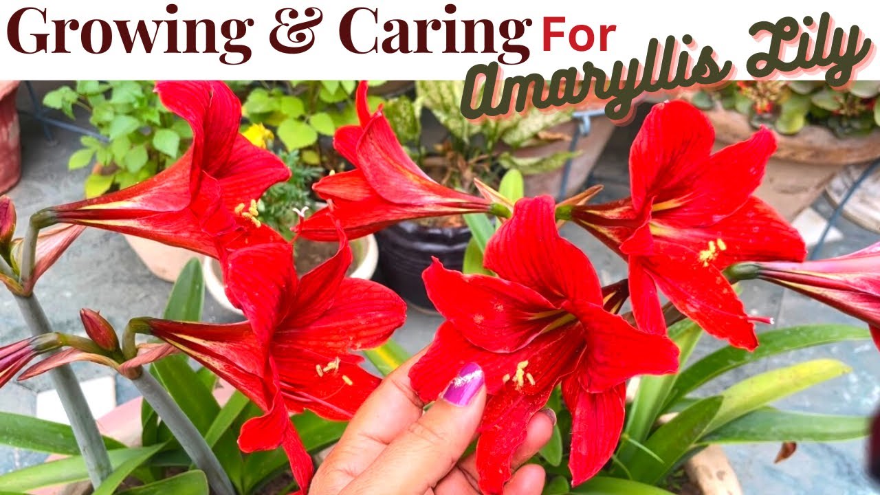 Amaryllis Lily How To Grow & Care Amaryllis Lily Lily Me Flowers
