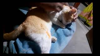 HOW TO GIVE A CAT A MASSAGE  - pet massage therapist 😼 messaging a cat screenshot 5