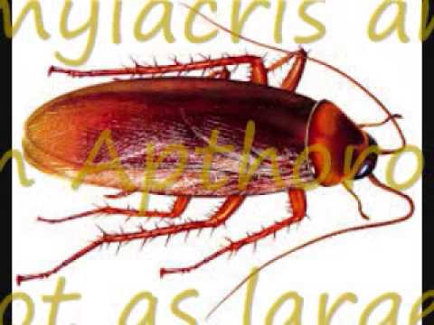 ipis, mga ipis sa loob nang bahay