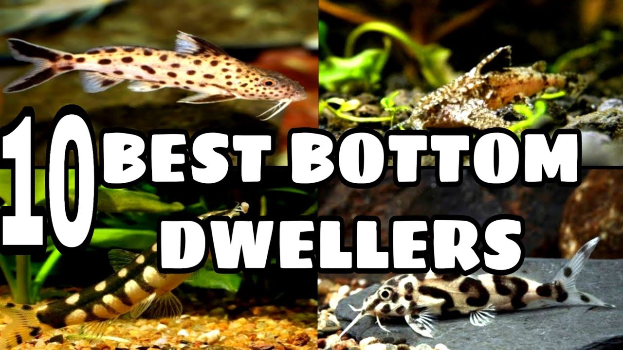 Best freshwater bottom dwellers fish for your aquarium YouTube