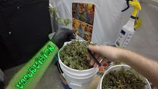 Preparing Ghost OG Kush for Trimming and Curing!