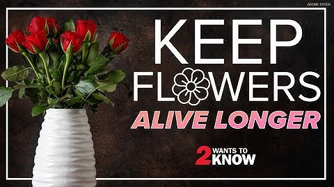 Tips and tricks to keeping flowers alive longer