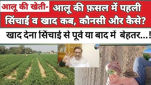 आलू की फ़सल में पहली सिंचाई व खाद कब, कौनसी और कैसे? खाद सिंचाई से पूर्व या बाद में देना बेहतर!