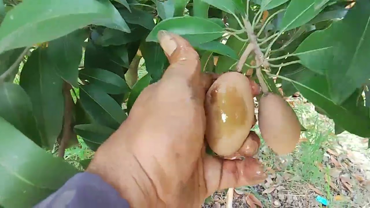 เก็บละมุดกระสวยมาเลย์ครับ