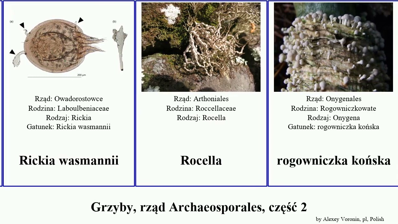 Grzyby, rząd Archaeosporales, część 2 fungus pombe lipolytica fulva Pięknoróg szorstkozarodniczka