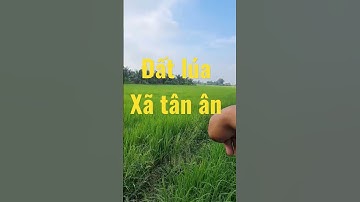 đất lúa 2730m2 xã tân ân cần đước Long An Giá 840 triệu/ công Lh 0385986500 hưng