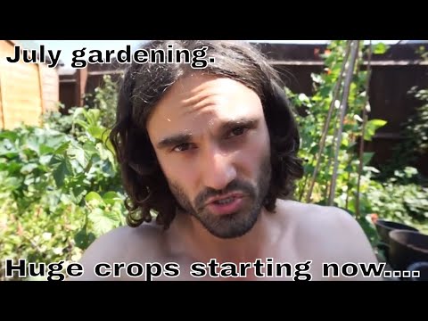 Vídeo: O que é uma ameixa de jubileu: aprenda sobre o cultivo de ameixas de jubileu