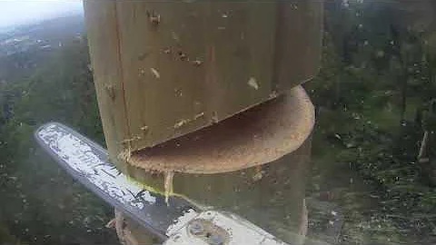 70 Metre Mountain Ash Removal Day 2