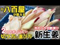 八百屋が教える絶対レシピ‼︎【新生姜甘酢漬け】ガリまるかじり‼やわらかく薫る!新ショウガ好き必見!今スグ新しょうが漬けたくなる旨さ!寿司の脇役じゃない!メインになるがり漬物!漬け物・新物・漬け方
