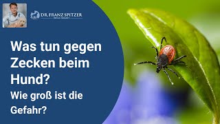 Zecken beim Hund  wie groß ist die Gefahr für dein Tier wirklich?