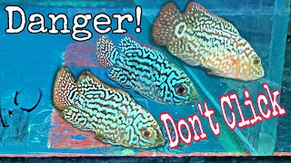 Yuk Cuci Mata ~ Flowerhorn Fish
