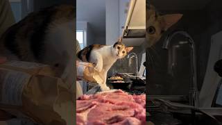 One second before disaster 💥😂 #cat #cats #cutecats #funny
