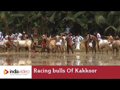 Racing bulls of Kakkoor Kalavayal Kerala  India Video