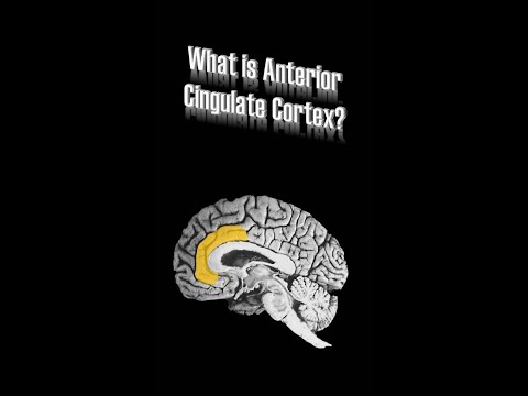 Video: Maakt de cortex anterior cingulate deel uit van de frontale kwab?