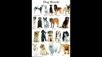 Android App: Dog Breed Spinner Controlled ImageView (Revisited)