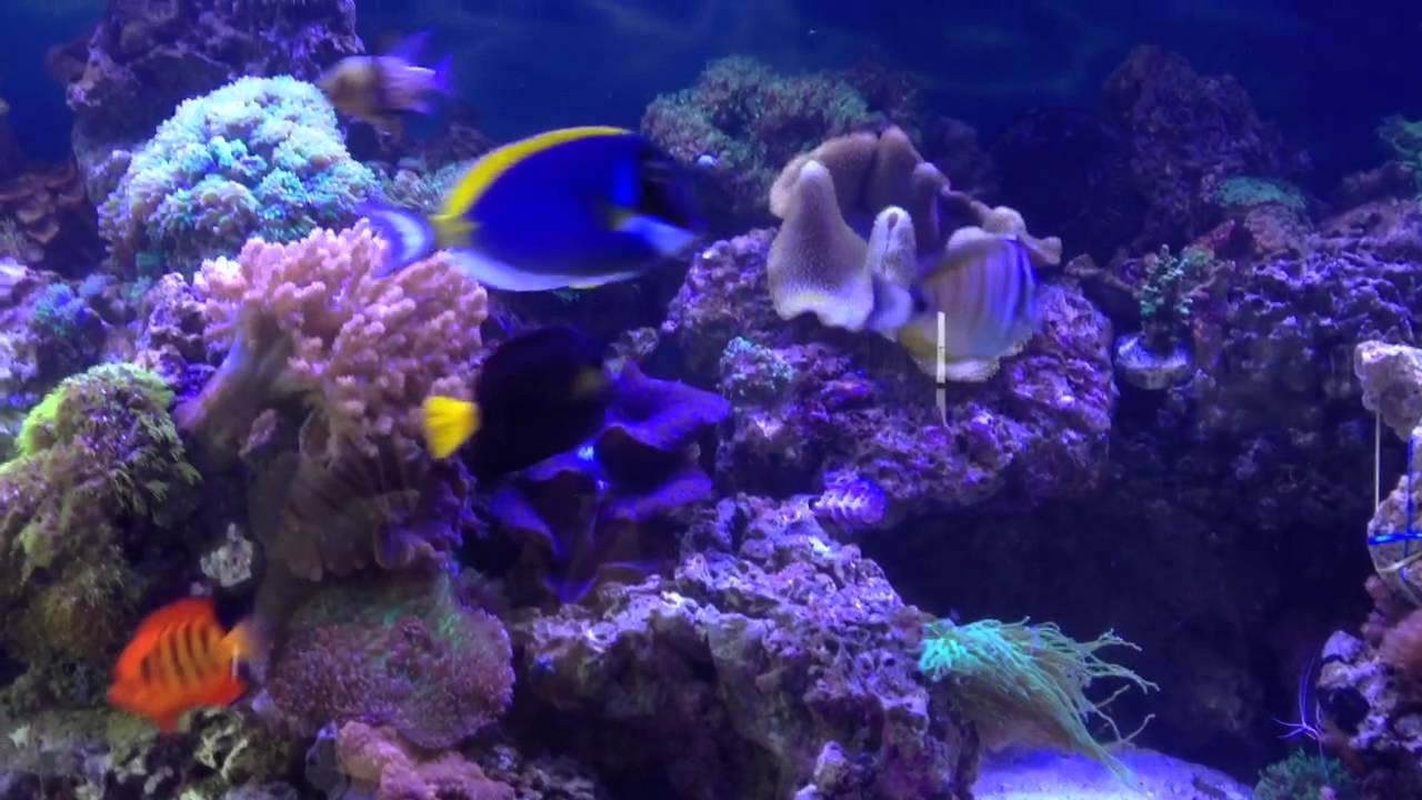 Achilles tang, powder blue tang, flame angel, purple tang, YouTube