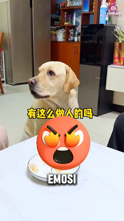 Anjing ini emosi karena tidak mendapatkan jatah makanannya‼️😡😡😡 #shorts #viralshorts