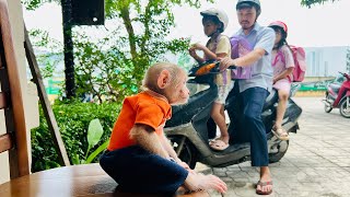 Monkey BiBi obediently helps dad take care of the house!