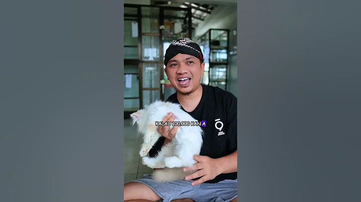 Video 9247341: munchkin kitten, exotic kitten