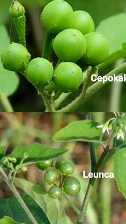 Ternyata ini bedanya antara leunca dan cepoka #leunca #cepokak