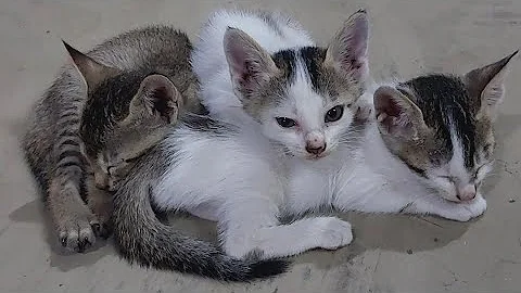 Watch the video about Cute cats and kittens funny videos 2025 | Cute baby cats meowing ll cats sound #cat #funny #pets