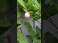 夜合花(別名:木蓮。香花植物。草藥。慎用。花:理氣止痛。)--202310
