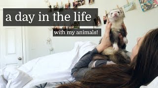 a day in the life with my animals