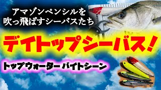 デイトップシーバス アマゾンペンシルを吹っ飛ばすシーバスたち トップウォーター バイトシーン コノシロパターン Youtube