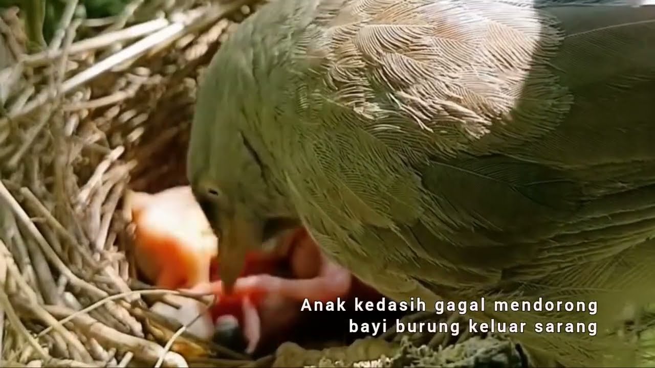 INDUK TAU ANAK KEDASIH BUKAN ANAKNYA.!!!! INI AKIBATNYA