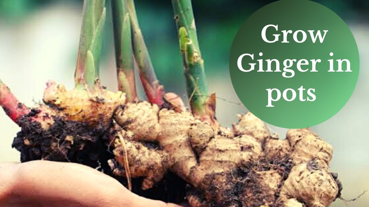 How to grow Ginger in pots at Information) YouTube