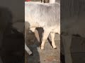 Tharparkar Cute Heifer